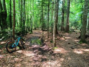 VTT en reconnaisance dans un sous bois de hêtres
